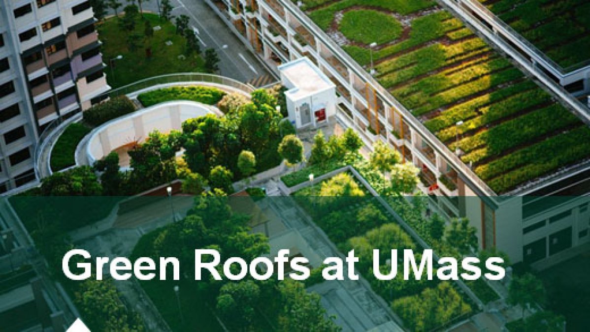 Green Roofs for a Greener Future:  An In-Depth Look at Increasing Building Efficiency at UMass Amherst