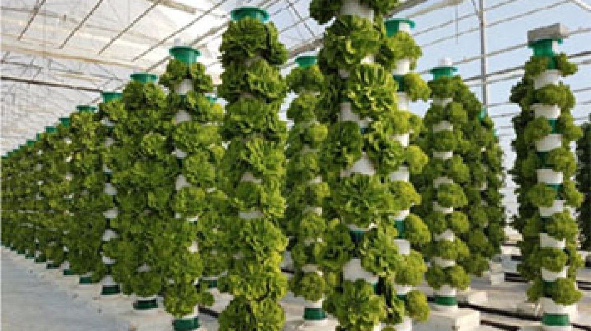 Increased Light Efficiency in  Vertical Farms