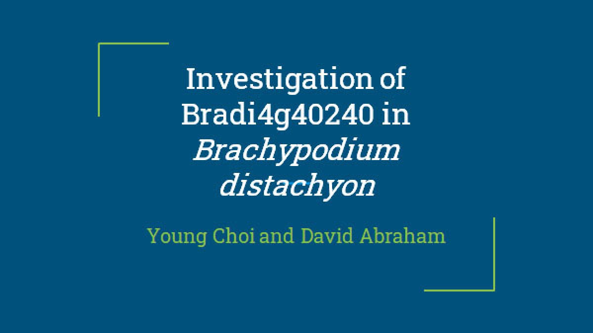 Investigation of Bradi4g40240 in Brachypodium distachyon