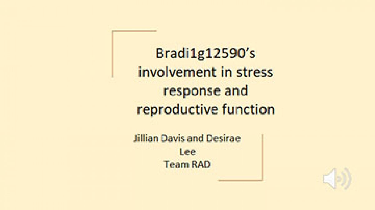 Bradi1g12590’s involvement in stress response and reproductive function