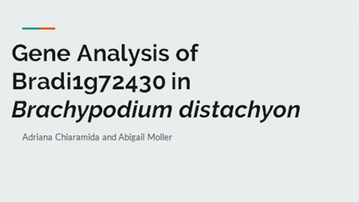 Gene Analysis of Bradi1g72430 in Brachypodium distachyon