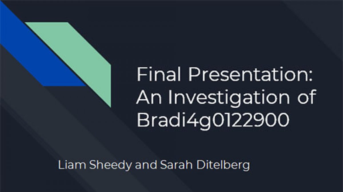 An Investigation of Bradi4g0122900