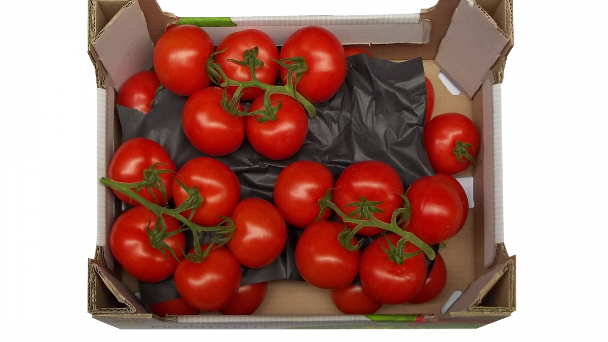 Pic of tomatoes
