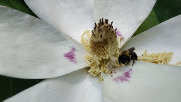 Killer magnolias: assessing the effect of Magnolia macrophylla’s stigmatic secretion on its floral visitors.