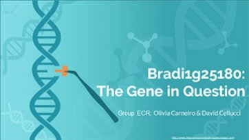 Bradi1g25180:  The Gene in Question
