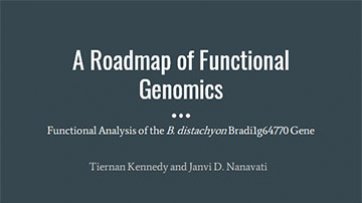 A Roadmap of Functional Genomics: Functional Analysis of the B. distachyon Bradi1g64770 Gene