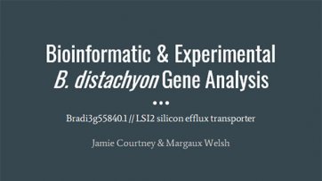Bioinformatic & Experimental  B. distachyon Gene Analysis