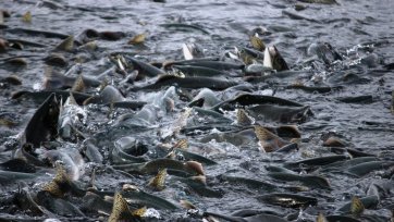 Temperature Impact on Coho Salmon Population in Anchorage, Alaska