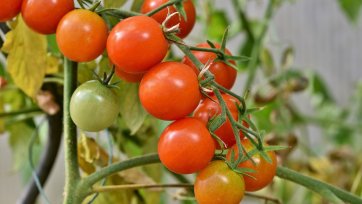 Pic of tomatoes on vine